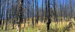 Photo of dead trees in grassy area.