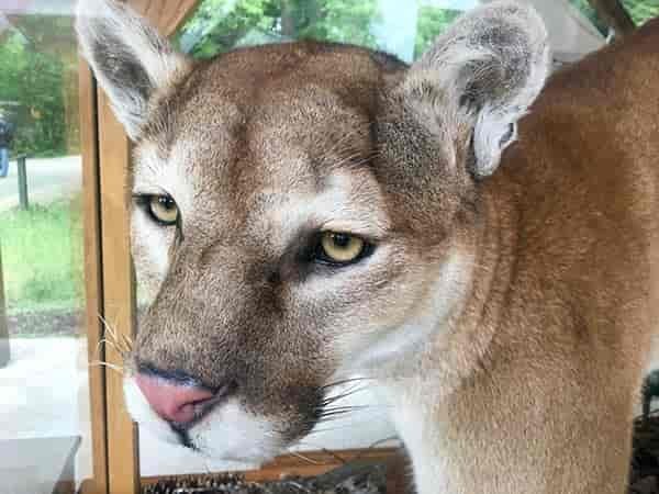Photo of mountain lion.