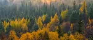 Yellow and green trees at Iller Creek.