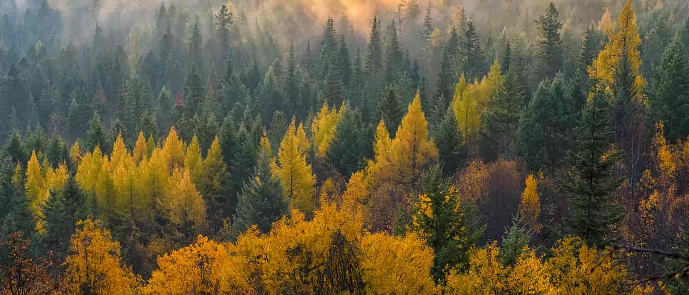 Yellow and green trees at Iller Creek.