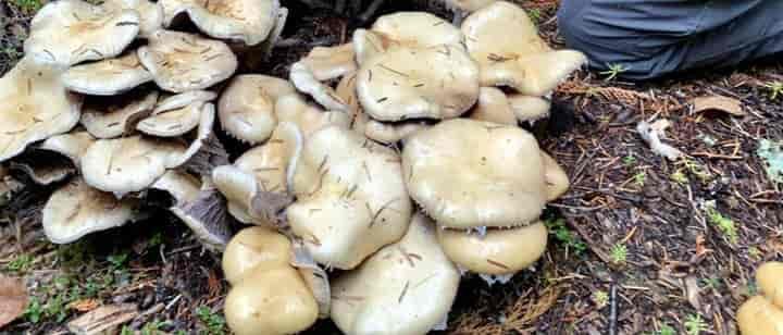 Photo of a cluster of Stropharia.