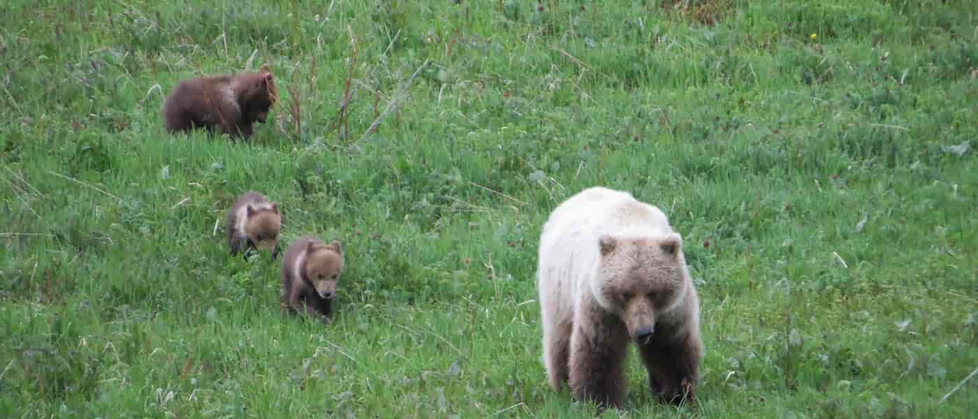 Grizzly mama and cubs roam free in Denali National Park.