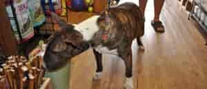 Close up photo of dog enjoying some treats.