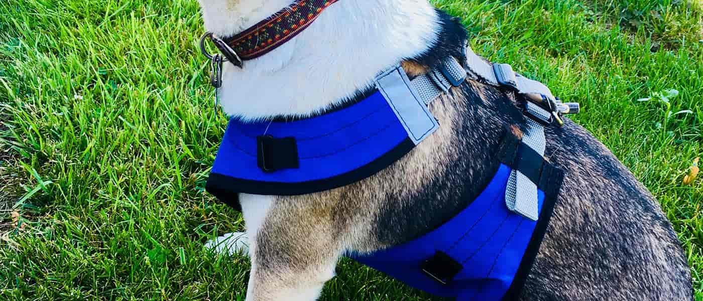 AR Base Shield Protective Snow Bib for Dogs