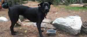 Photo of black lab on trail.