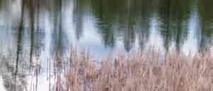 Shallan Knowles