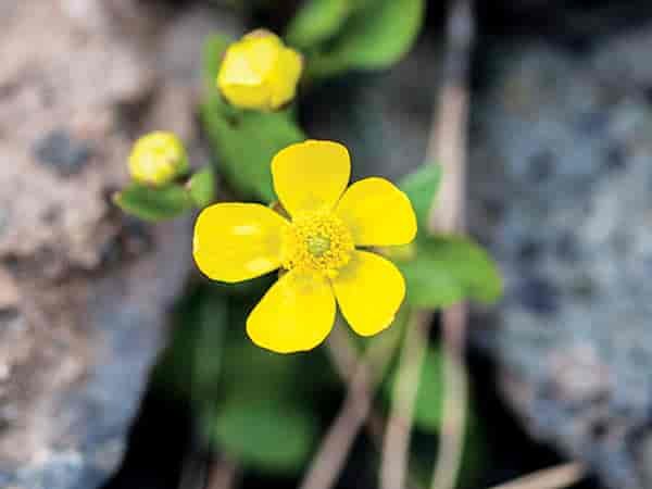 Close up photo of flower.
