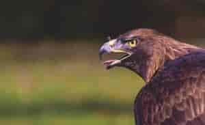 Close up photo of hawk.