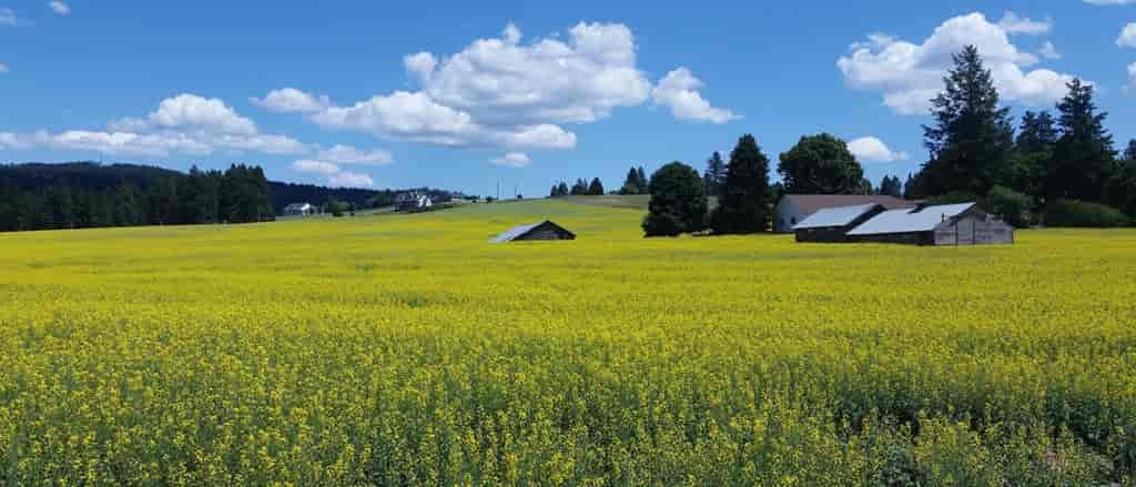 Photo of barn in spring field