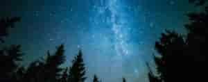 Night sky with stars and silhouette of pine trees.s.
