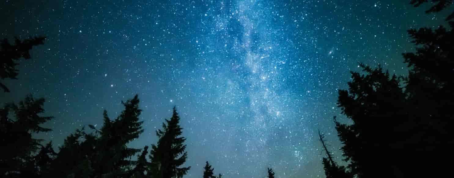 Night sky with stars and silhouette of pine trees.s.