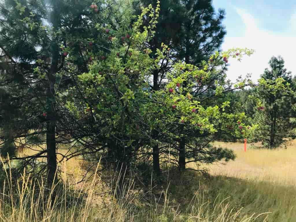 Apple trees along a hiking trail surrounded by tall dry, yellow grass.