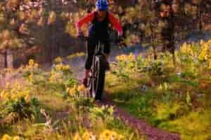 Person fat-biking on a forest trail.