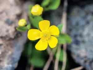 A close-up of a yellow buttercup flower.