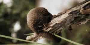 A pangolin on a tree limb.