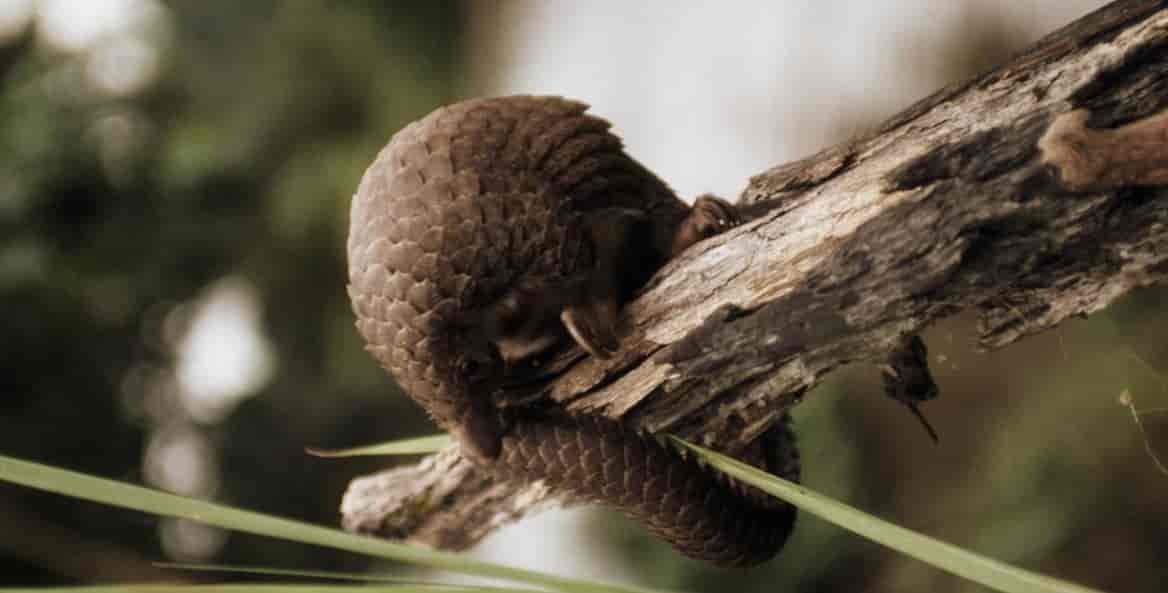 A pangolin on a tree limb.