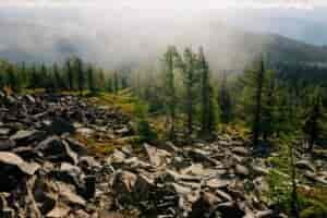 A foggy, rocky area lined with trees.