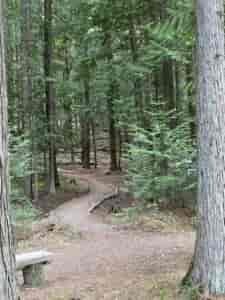 Forested dirt trail winding through the forest.