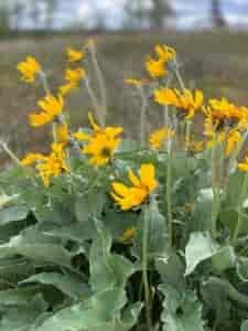 Yellow balsamroot flowers at Riverside State Park.