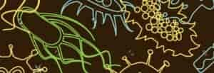 Illustration of vector bacteria.
