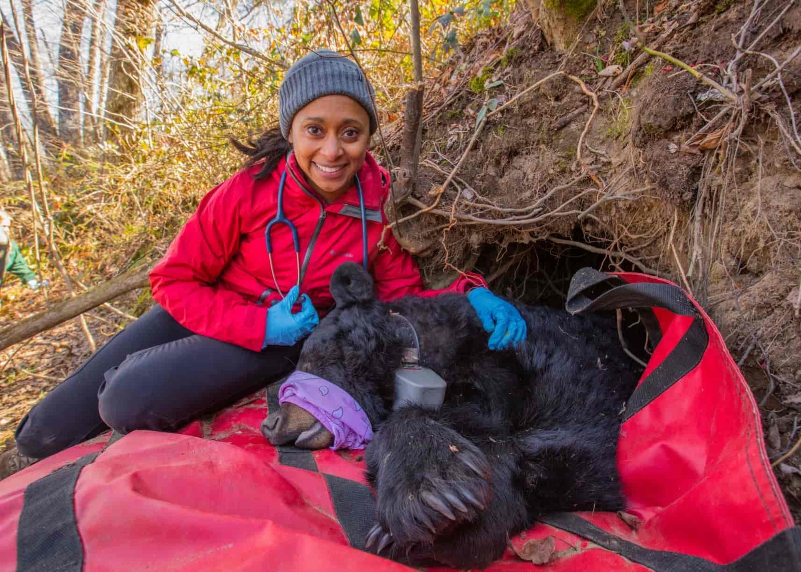 Dr. Rae Wynn-Grant at a bear den. // Photo by Peter Houlihan, courtesy of National Geographic Live.