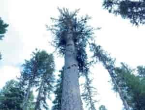 View looking up at the top of western larch trees.