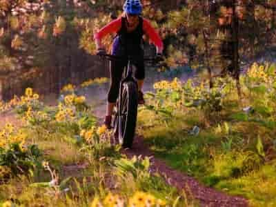 Person fat-biking on a forest trail.
